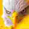 Avi John